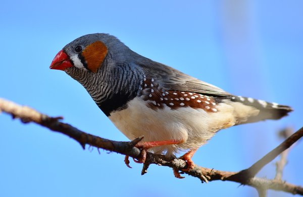 Découvrez la beauté du diamant mandarin, un oiseau fascinant